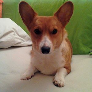 Meet your Posher, Dyan